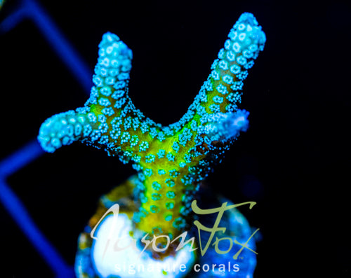 JF ENCHANTED FOREST BN