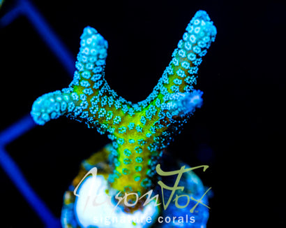 JF ENCHANTED FOREST BN