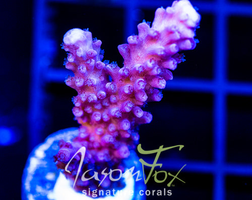 JF DEEP PURPLE STAG