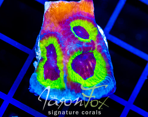 PPE FAVIA