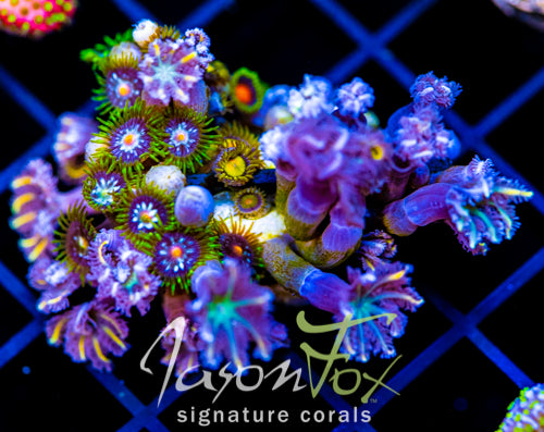 JF YELLOW INFUSED RAINBOW CLOVES COMBO XL