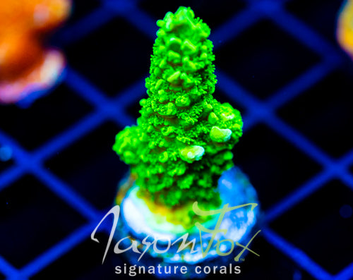 GREEN SLIMER ACRO