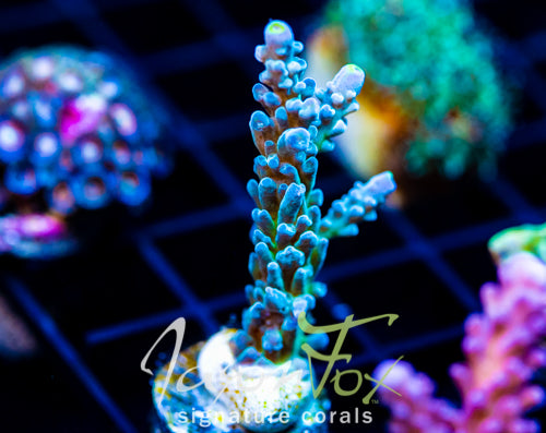 JF LEMONGRASS ACRO