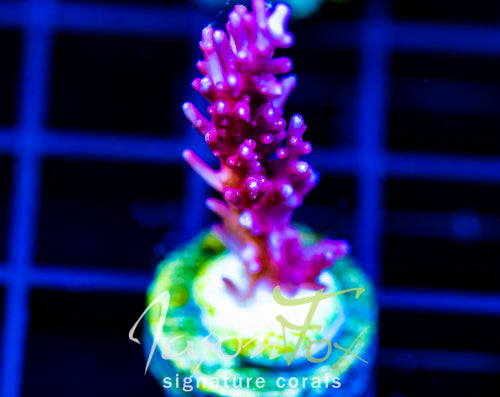 TYREE RED DRAGON ACRO