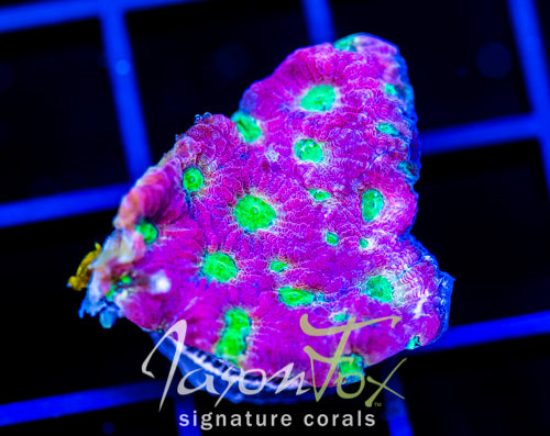 JF DAY GLO FAVIA