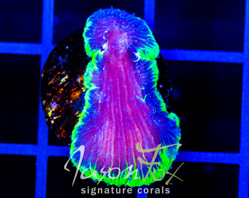 JF GREEN GLOW DIASERIS PLATE