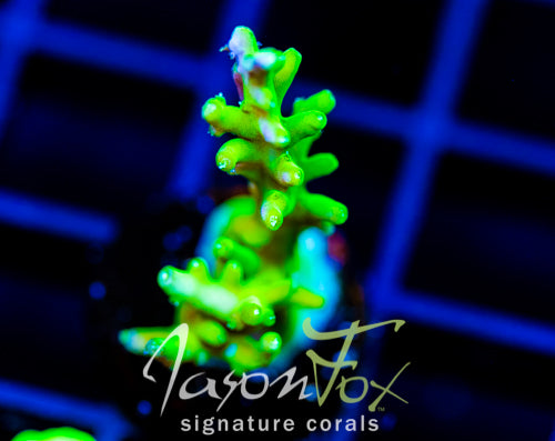 JF GREEN DRAGON ACRO
