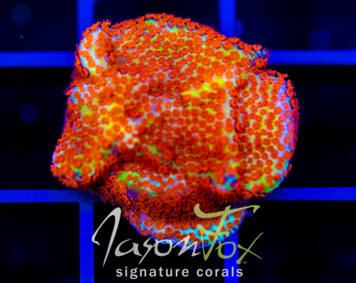 JF REVERSE SUNSET MONTI