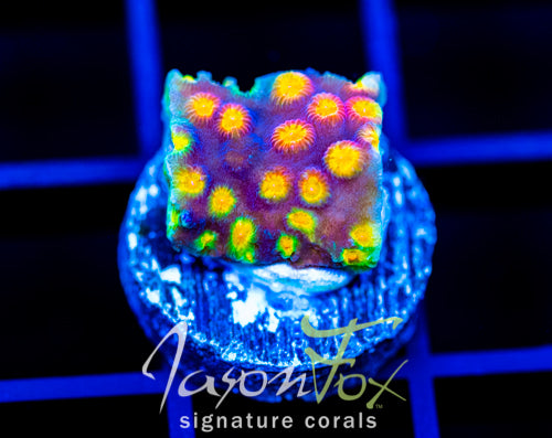 JF PARTY CRASHER CYPHASTREA