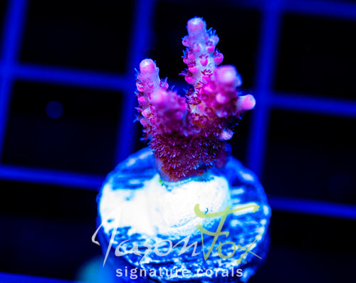 HUGOS ANGRY ROMUALDA ACRO