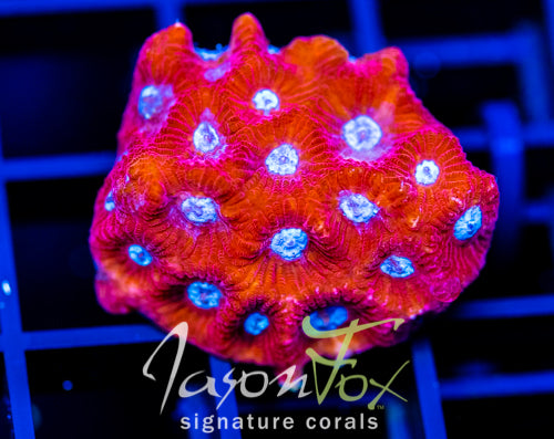 JF PARANOIA FAVIA