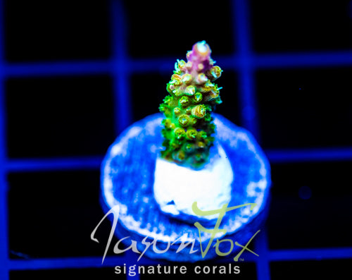 JF HATERAID ACRO