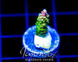 JF HATERAID ACRO