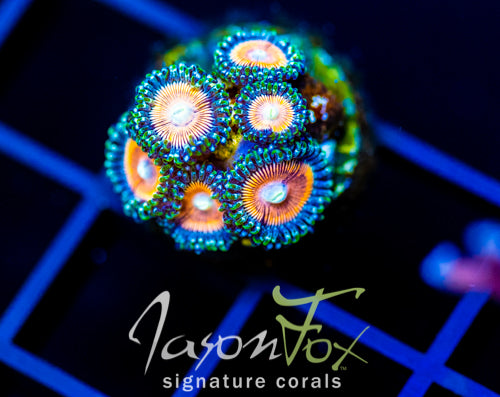 JF  CANDY CORN ZOAS NEW REALEASE