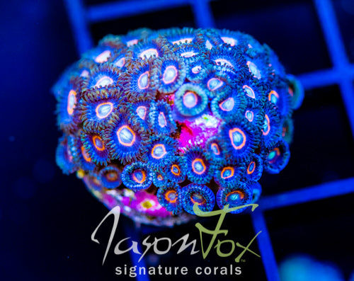 JF CRAZY EYES ZOAS  XL FRAG