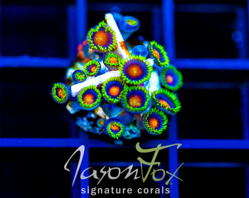 JF DRAGON EYES ZOAS