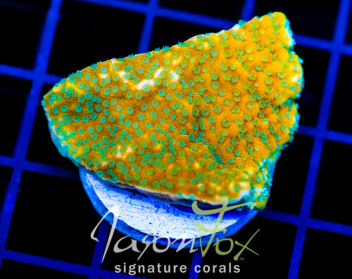 JF SWEET TOOTH MONTI XL FRAG