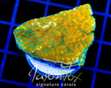 JF SWEET TOOTH MONTI XL FRAG
