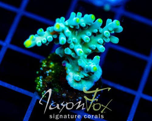 JF RADIANT STAG