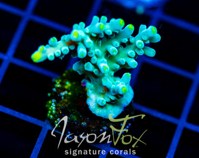 JF RADIANT STAG