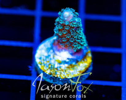 JF AUTUMN BLAZE ACRO