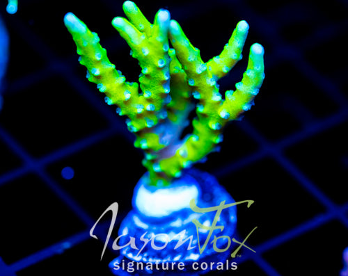BR GREEN GOBLIN ANACROPORA