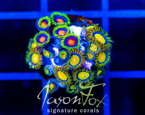 JF SUNFLOWER ZOAS COMBO