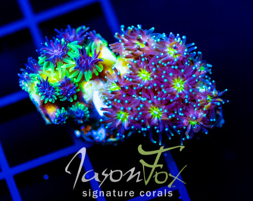 JF INFERNO GALAXIA COMBO