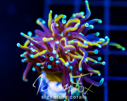 JF SUPER BRIGHT ORANGE TORCH