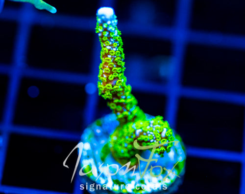 JF PURPLE TIDE DIGI