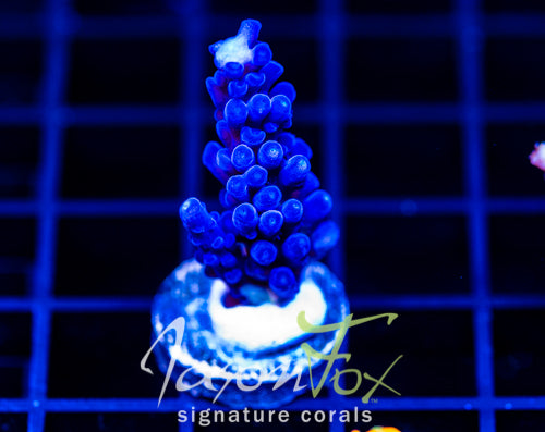 JF BLUE MONSTER TORT