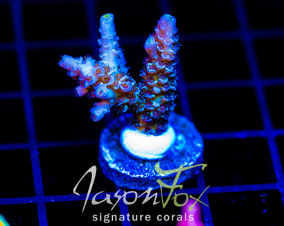 JF TRIP HOP TENIUS
