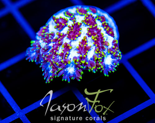 JF FIRE WATER HYDNOPHORA