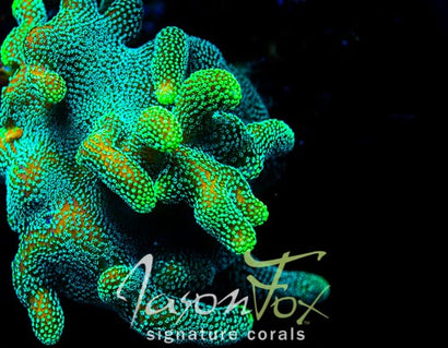 コーラルSP SPS Corals for Aquariums | Buy Colorful Small Polyp Stony