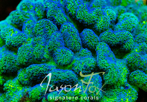 JASON FOX BLUEBERRY FIELDS STYLOPHORA