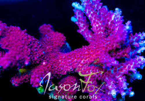 JASON FOX HEAT STROKE ACROPORA
