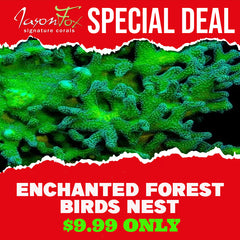 JASON FOX ENCHANTED FOREST BIRDS NEST ( LIMIT 1 - MUST BUY ANOTHER CORAL FROM THE WEBSITE TO GET THE $9.99 DEAL )