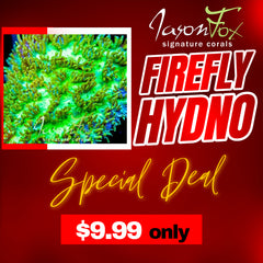 JASON FOX FIRE FLY HYDNOPHORA ( LIMIT 1 - MUST BUY ANOTHER CORAL FROM THE WEBSITE TO GET THE $9.99 DEAL )