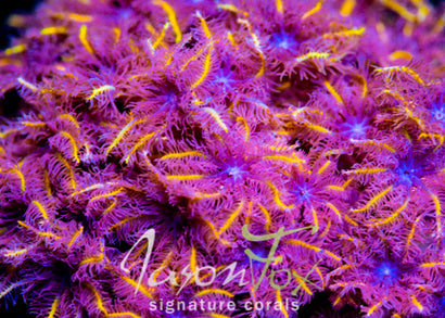 JF TANGERINE TWISTERS CLOVES