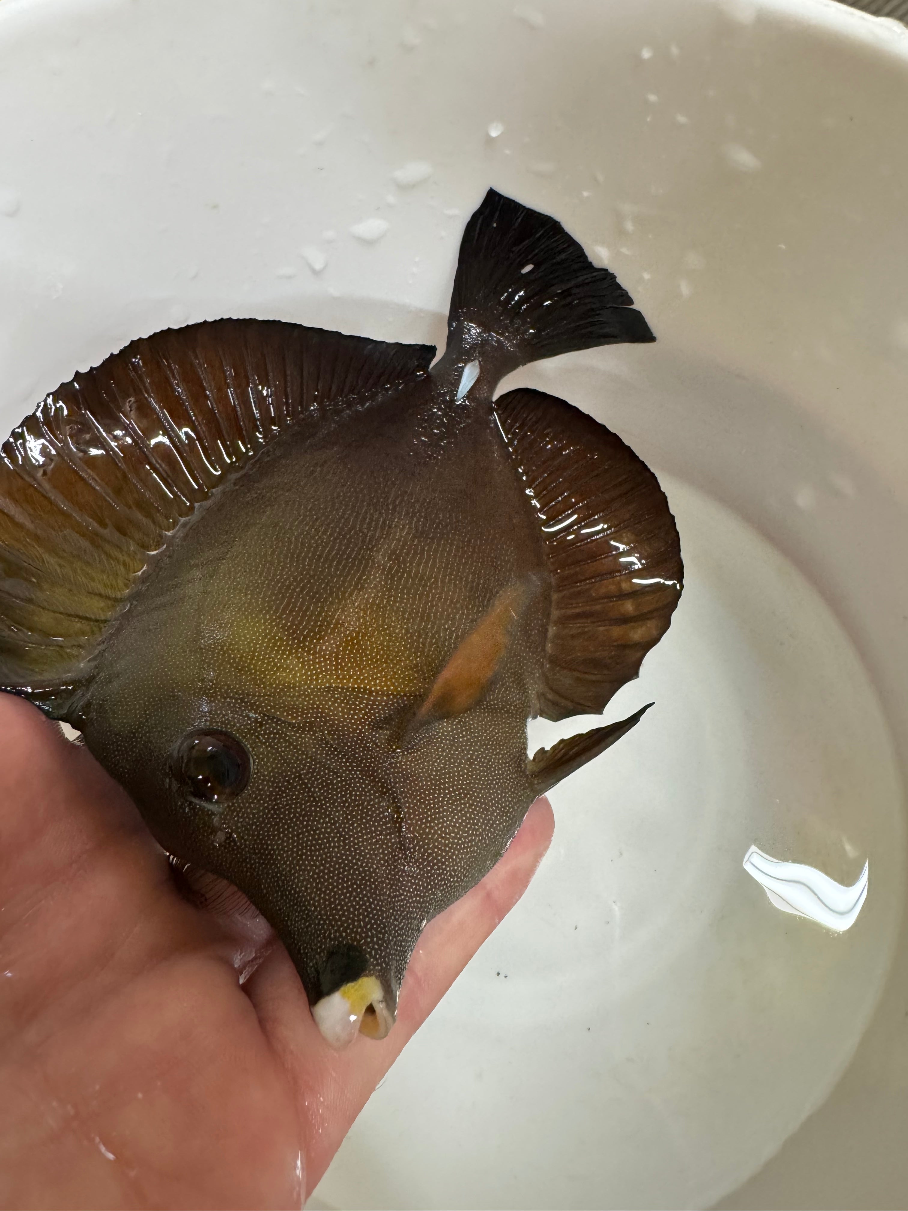 WHITE AND YELLOW LIP HYBRID TANG (LOCAL PICK UP ONLY IN MARYLAND)
