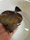 WHITE AND YELLOW LIP HYBRID TANG (LOCAL PICK UP ONLY IN MARYLAND)