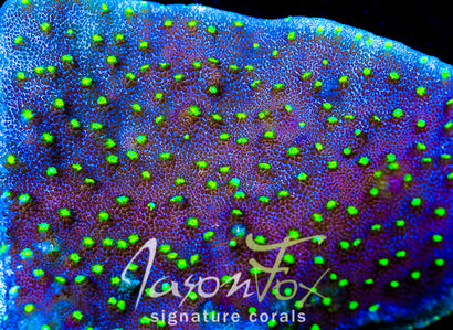 JASON FOX STAR BRIGHT ASTREOPORA