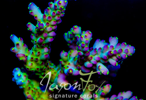 JASON FOX HOUSE PARTY ACRO