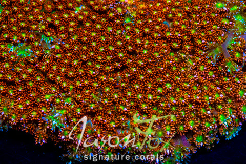 JASON FOX KALEIDOSCOPE GONIOPORA – Jason Fox Signature Corals