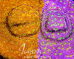 IJAM SPLIT DECISION LITHO