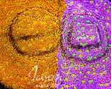 IJAM SPLIT DECISION LITHO