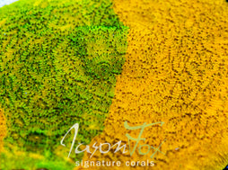 IJAM ECTO COOLER LITHO