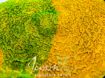 IJAM ECTO COOLER LITHO