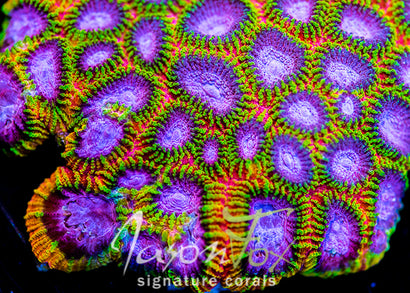 JF HINT OF PINK FAVIA