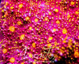 IJAM GOLD SHIESTER CHALICE